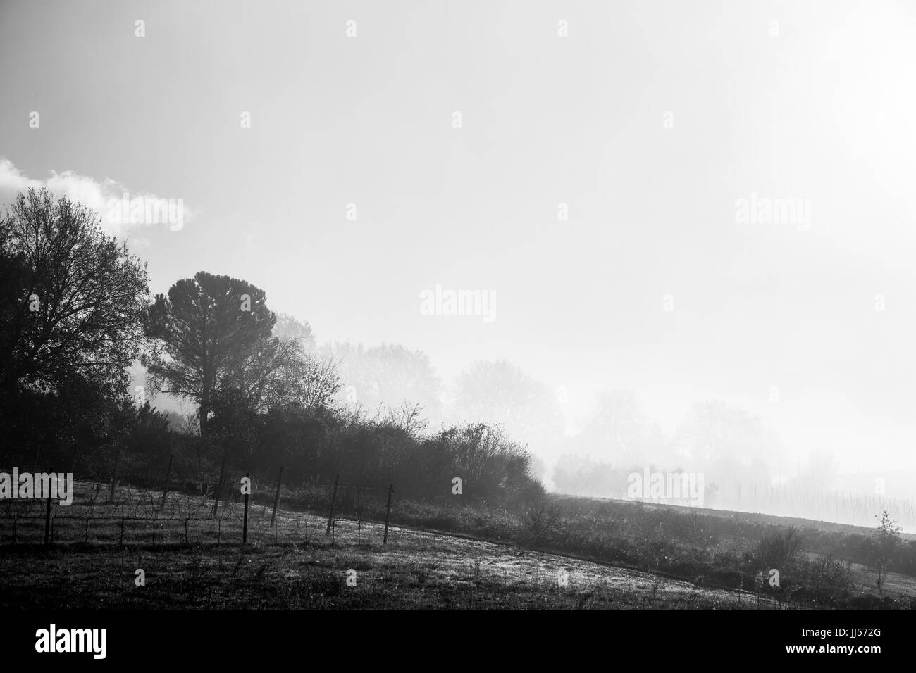 Feld mit Weinbergen mitten im Nebel, mit einigen näheren und entfernten Bäumen und Pflanzen Stockfoto