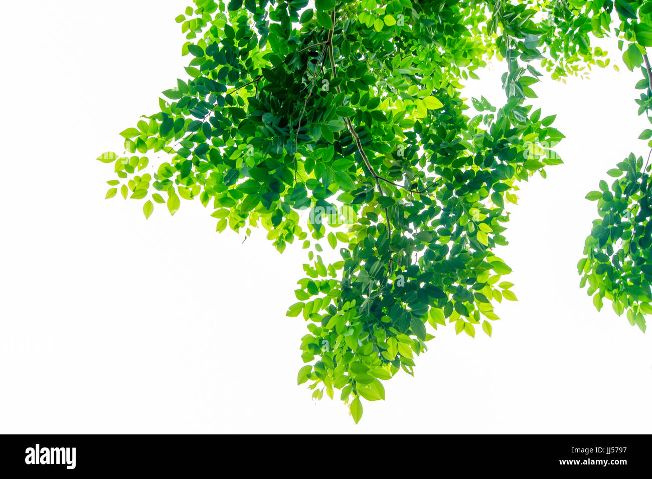 Die Zweige und Blätter sind grün auf weißem Hintergrund, Beschneidungspfad. Stockfoto