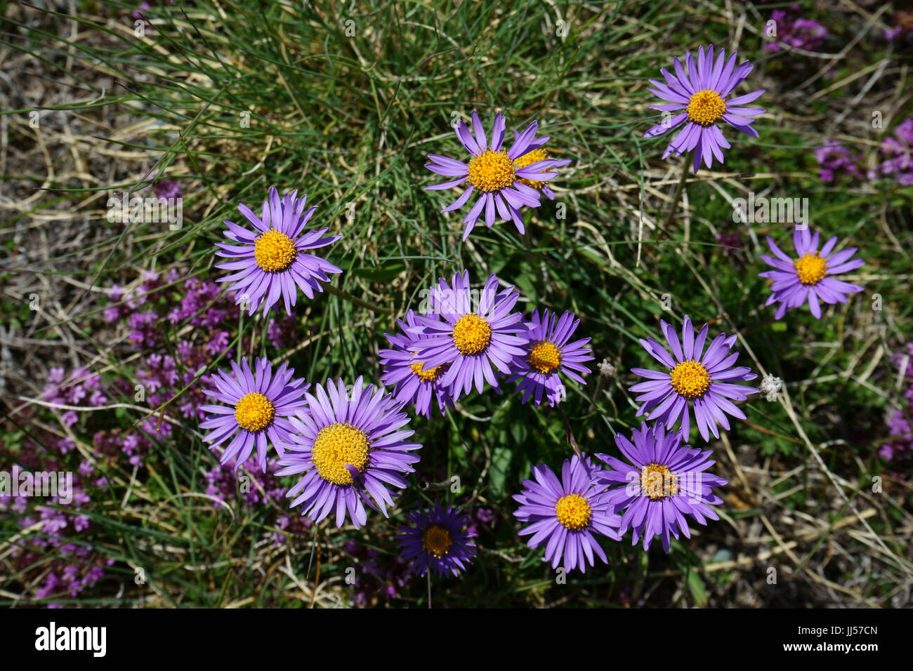 Wildflower Aster Amellus, Europäische Bergaster, Schweizer Alpen, Schweiz Stockfoto