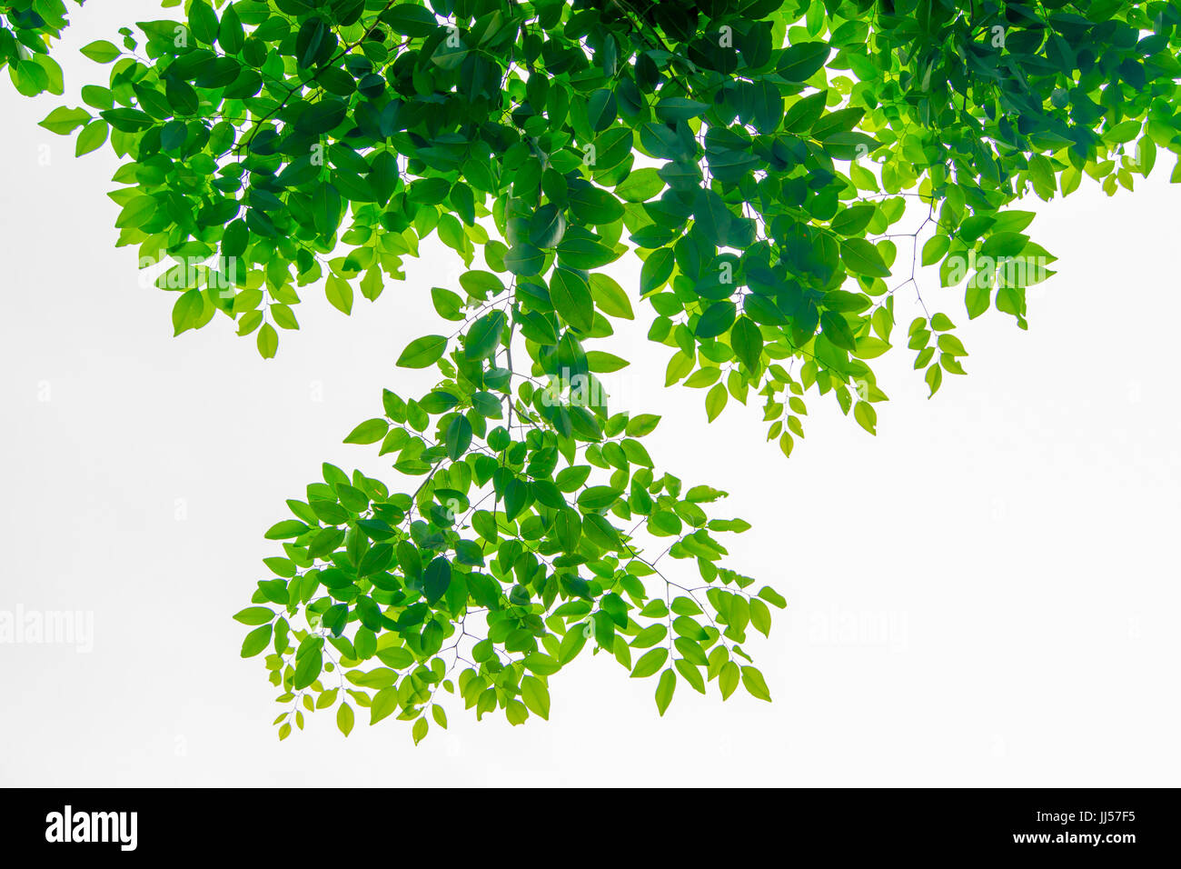 Die Zweige und Blätter sind grün auf weißem Hintergrund, Beschneidungspfad. Stockfoto