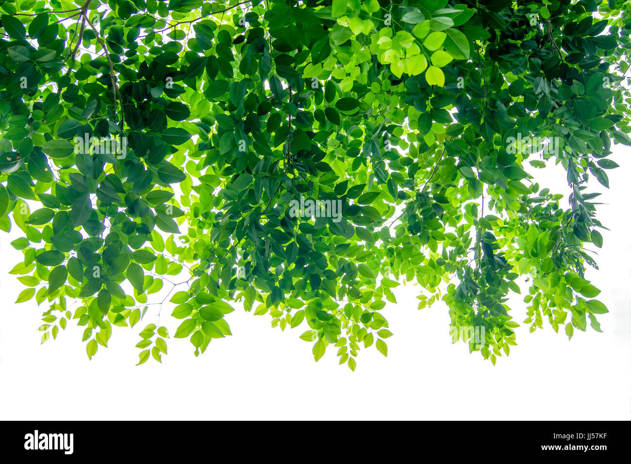 Die Zweige und Blätter sind grün auf weißem Hintergrund, Beschneidungspfad. Stockfoto