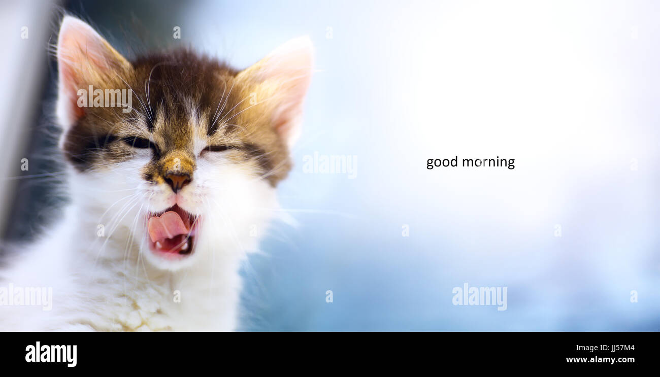 Schläfrige Katze; Die niedlichen verschlafene Gesicht eines Kätzchens Stockfoto