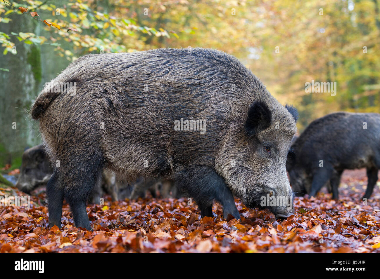 Wildschwein (Sus Scrofa), Männchen in der Paarungszeit vor einer Horde von Weibchen und Jungtiere Stockfoto
