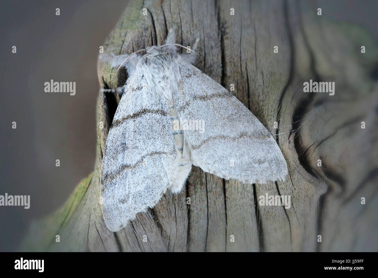 Blasse Grasbüschel, Red-Tail Moth (Calliteara Pudibunda) in die Rinde eines Baumes Stockfoto