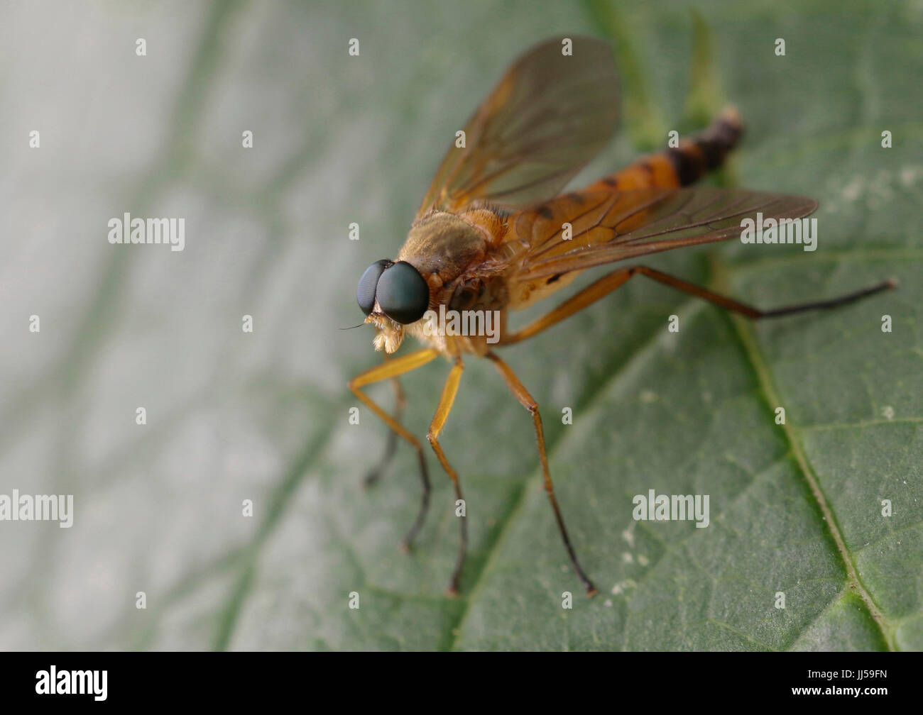 Downlooker Snipe Fly (Rhagio Scolopaceus) auf einem grünen Blatt Stockfoto