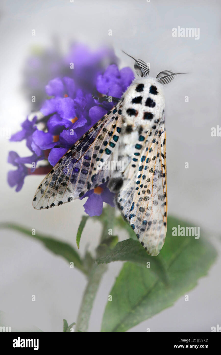 Leopard Moth, Holz Leopard Moth (Zeuzera Pyrina) auf einer Blume Stockfoto