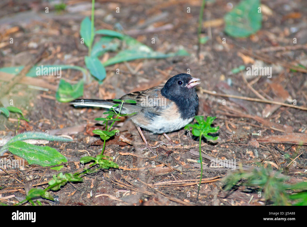 dunkel-gemustertes Junco Junco hyemalis Stockfoto