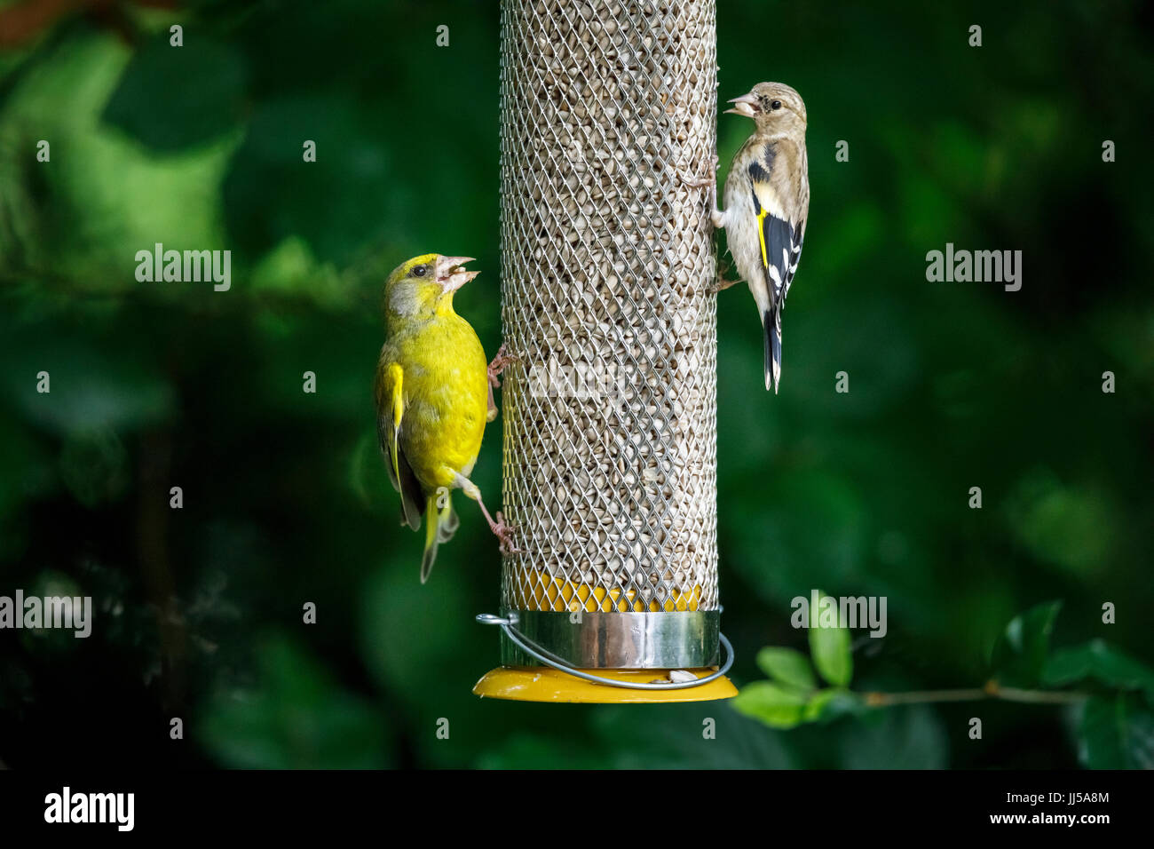 Zuchtjahr Chloris, europäischen Grünfink und juvenile Zuchtjahr Zuchtjahr, Europäische Stieglitz Fütterung auf ein Futterhäuschen für Vögel im Garten, Surrey, UK, in summe Stockfoto