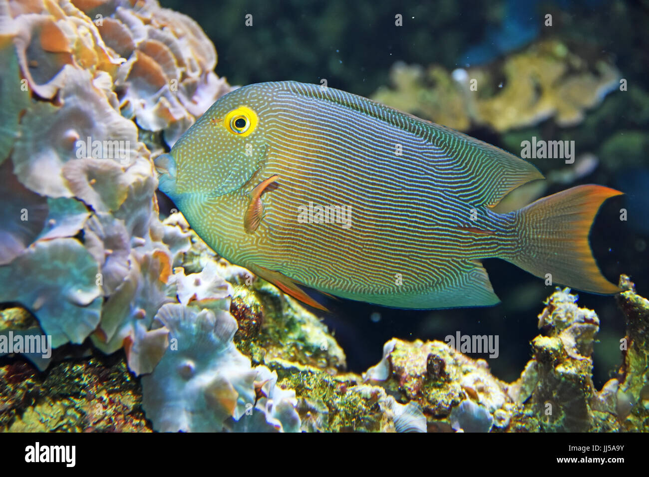 tropische Fische schwimmen in der Nähe von Coral reef Stockfoto
