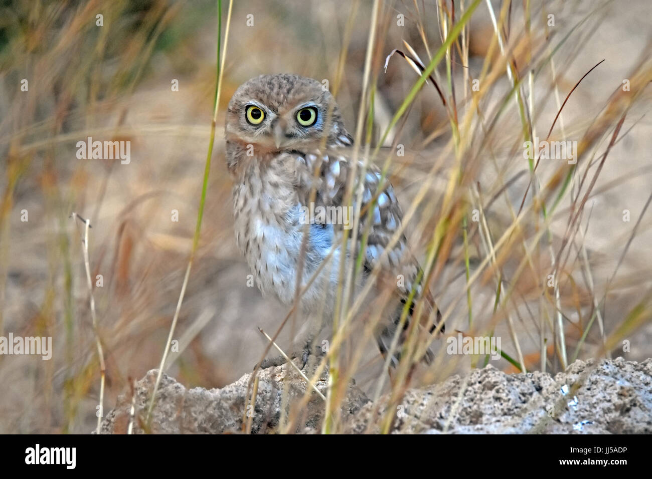 Steinkauz, Athene Noctua Lebensraum Stockfoto