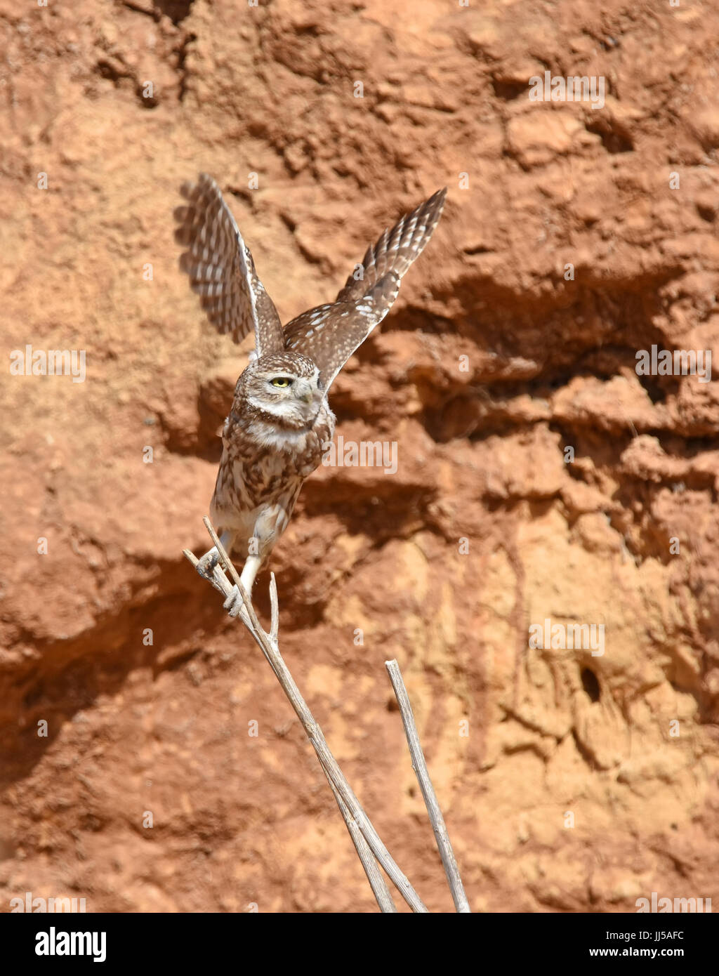 Steinkauz, Athene Noctua Lebensraum Stockfoto