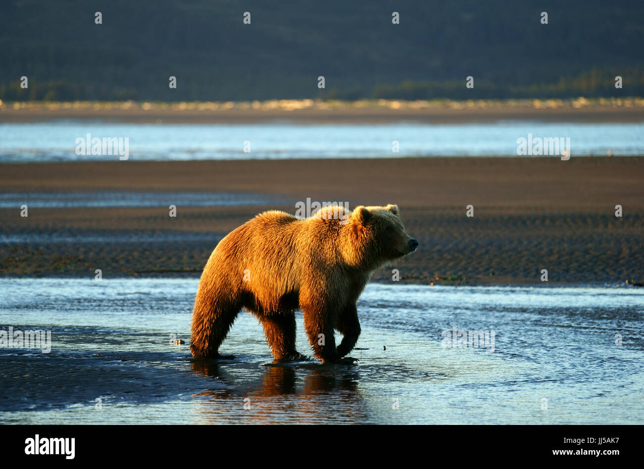 Brauner Bär zu Fuß am Strand bei Ebbe, Hallo Bay, Katmai Nationalpark, Alaska Stockfoto
