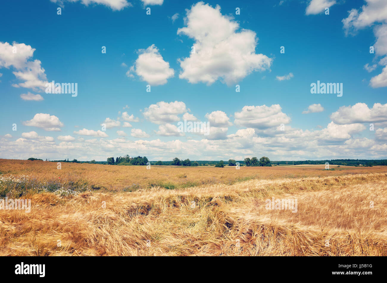 Sommer-Kulturlandschaft angewendet Kreuz Verarbeitung. Stockfoto