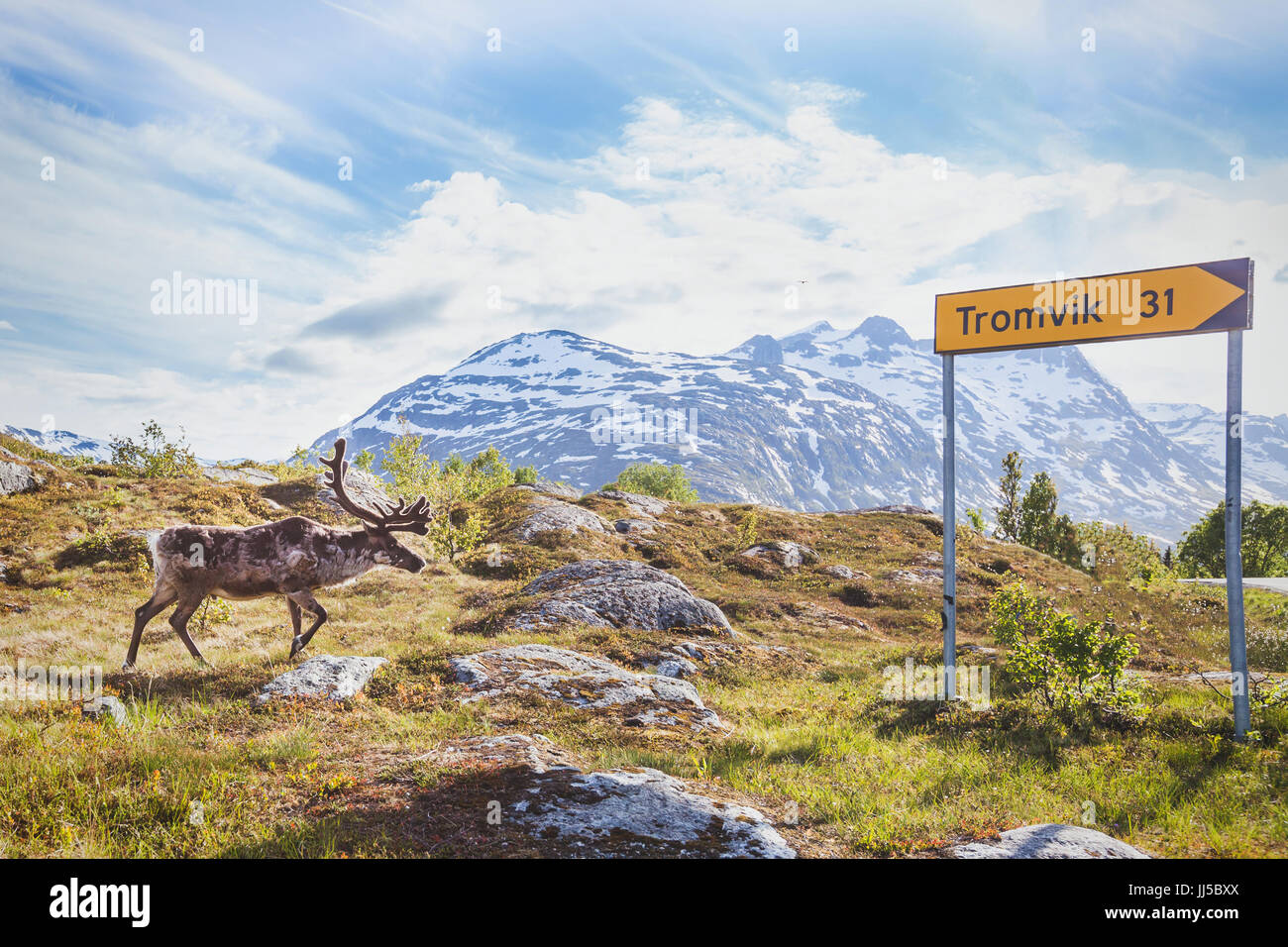 Rentiere wandern im städtischen Bereich in der Nähe der Straße direktionale Zeichen zu Stadt in der Nähe von Tromsø Tromvik Stockfoto