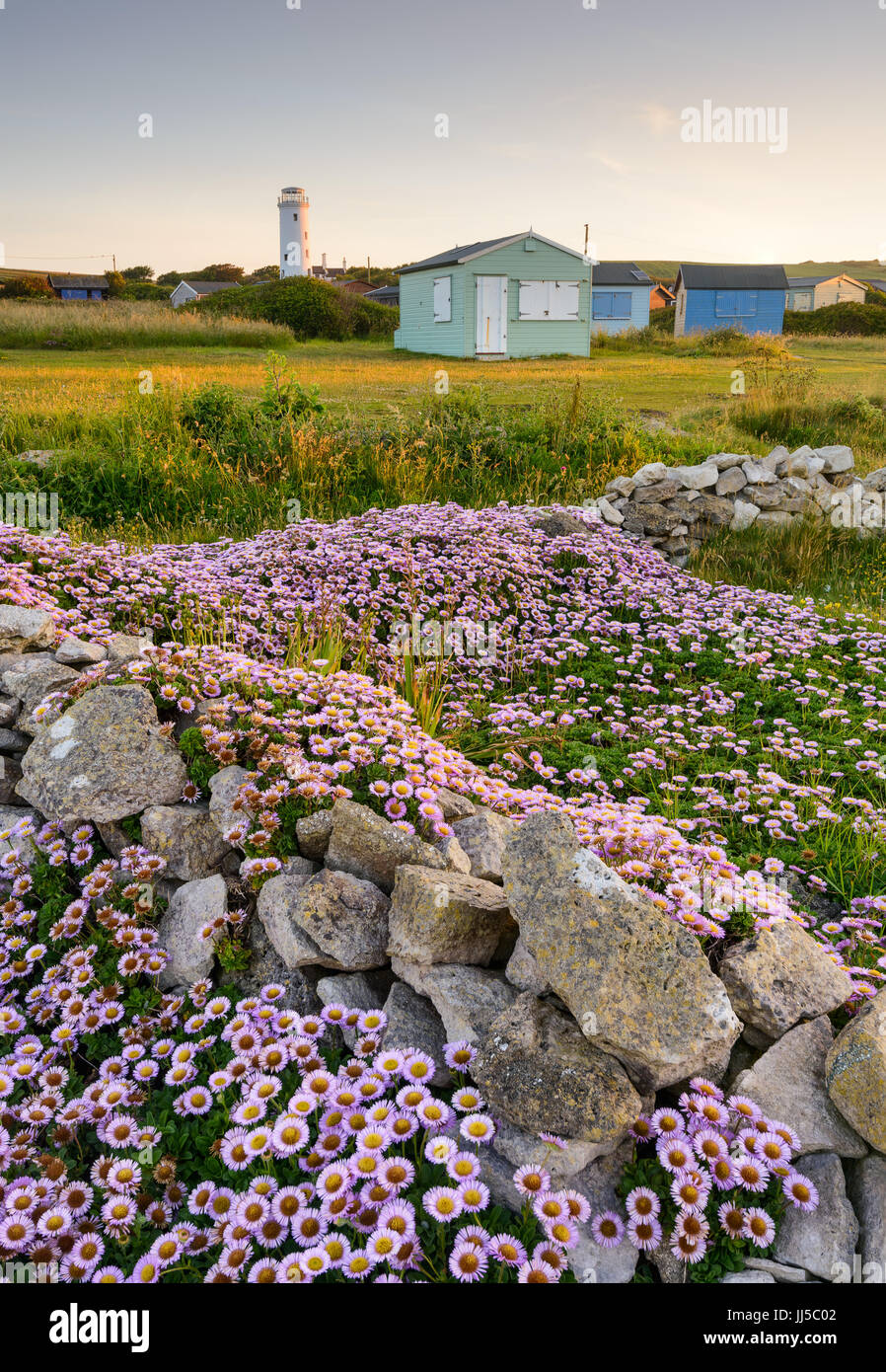 Wilde Blumen Kaskade über eine Trockenmauer an Portland Bill mit bunten Strandhäuschen in Hintergrund, Portland, England, Großbritannien Stockfoto