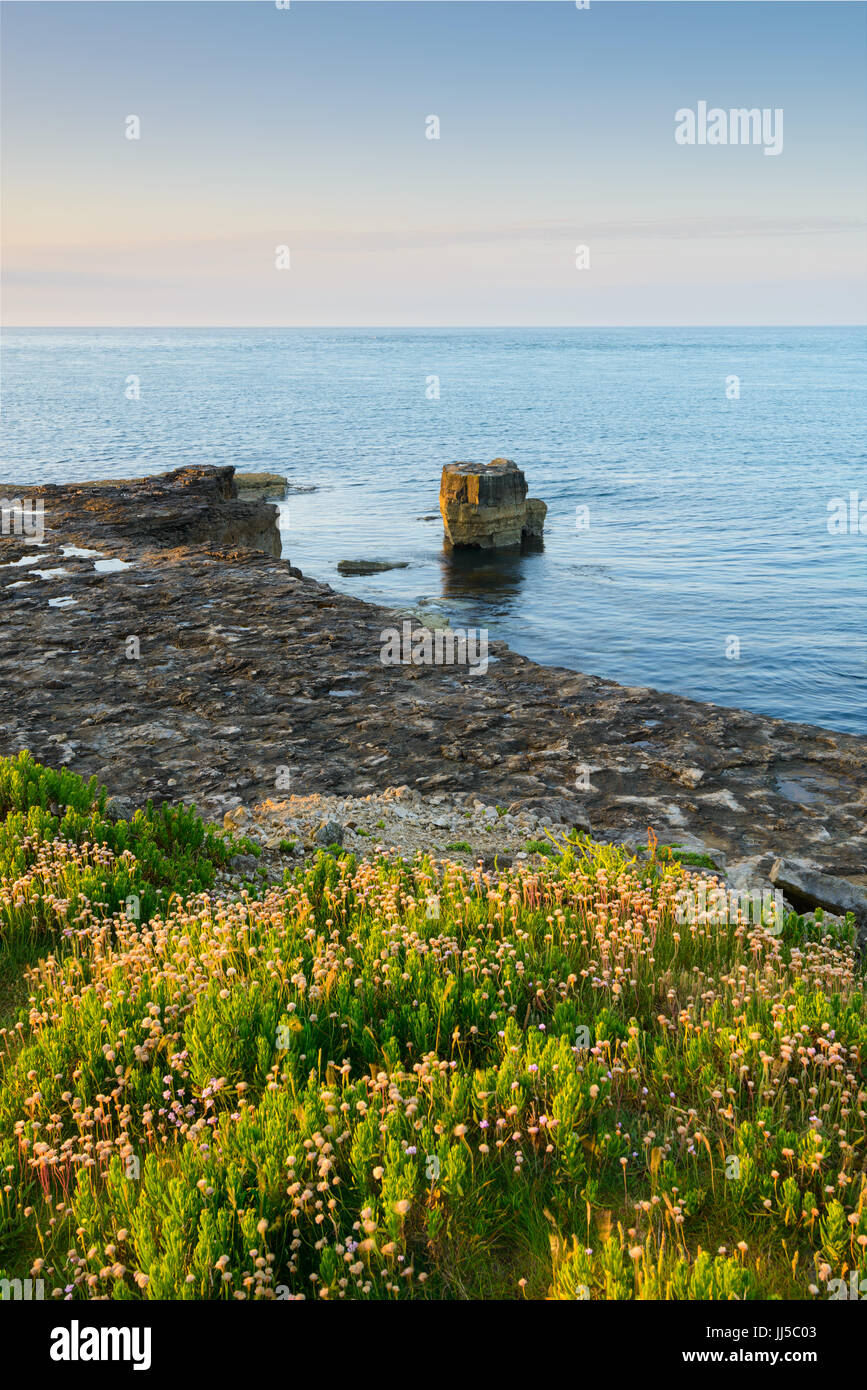 Wildblumen in Portland Bill, Portland, England, UK Stockfoto