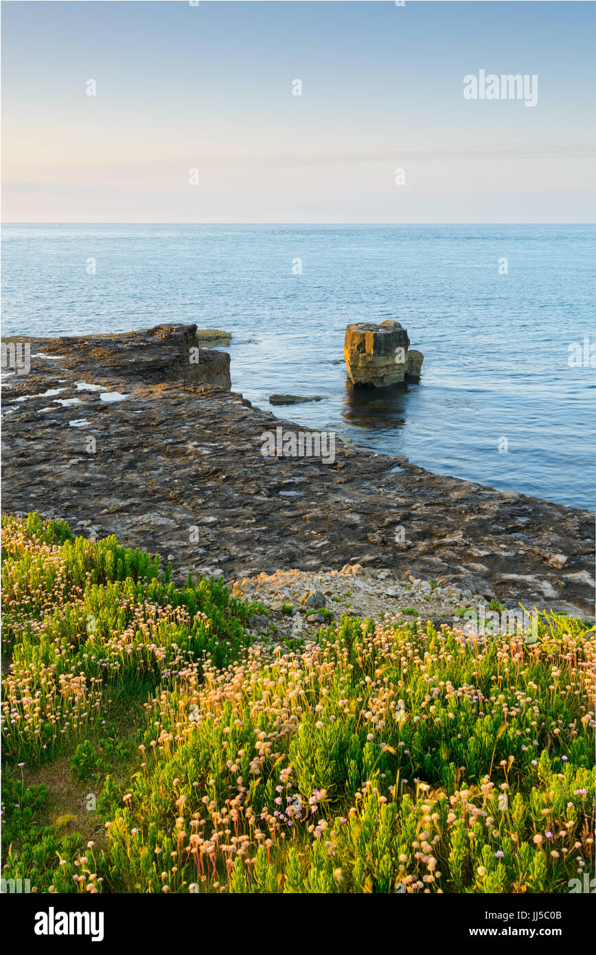 Wildblumen in Portland Bill, Portland, England, UK Stockfoto