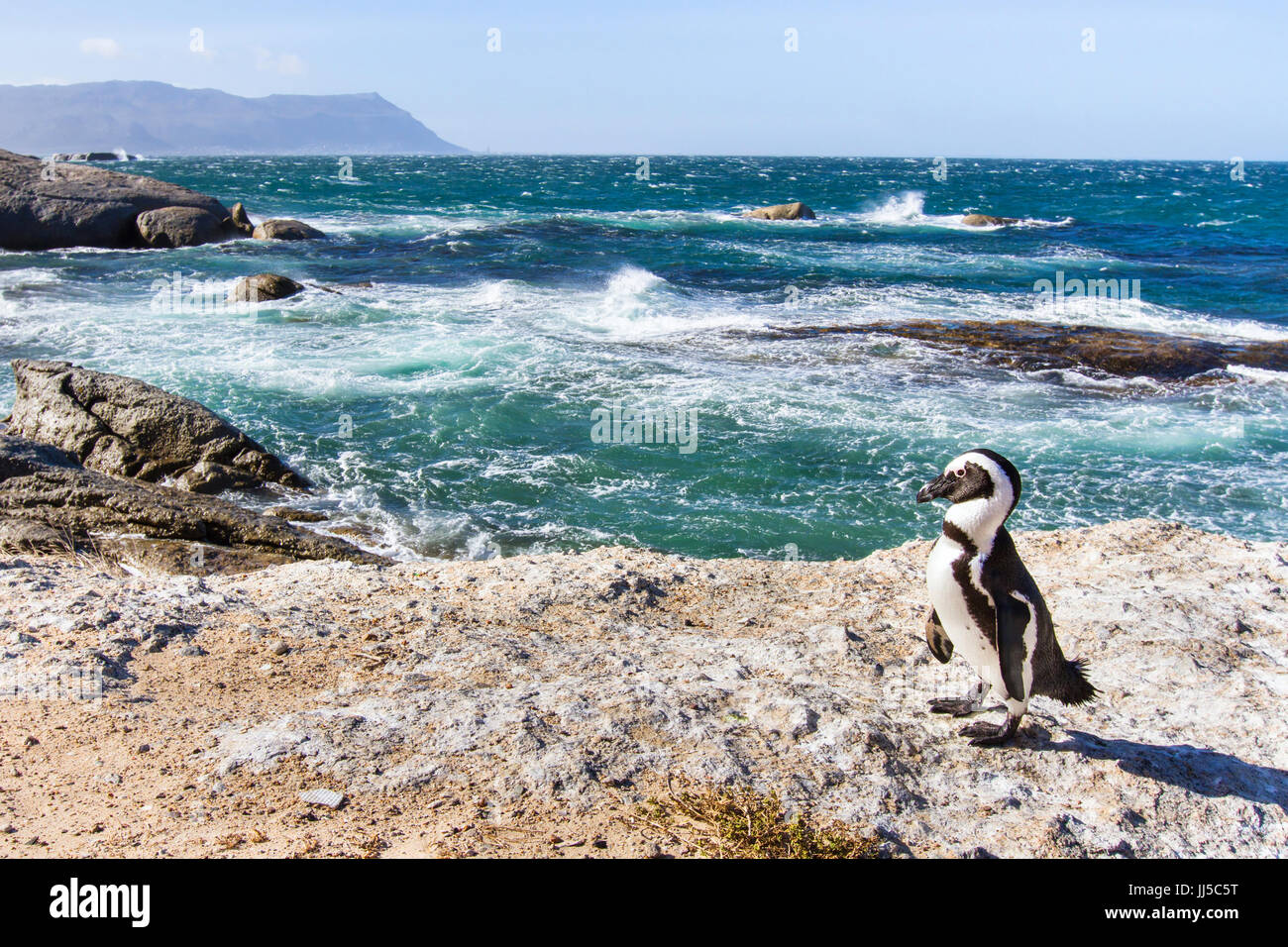 Afrikanische Pinguin am Boulders Beach in Kapstadt, Südafrika Stockfoto