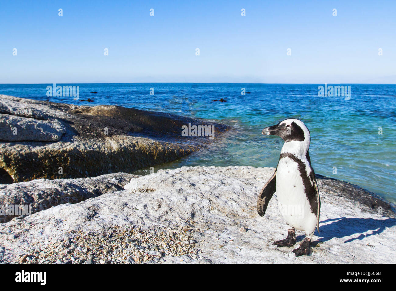 Schöne afrikanische Pinguine am Boulders Beach in Kapstadt, Südafrika Stockfoto