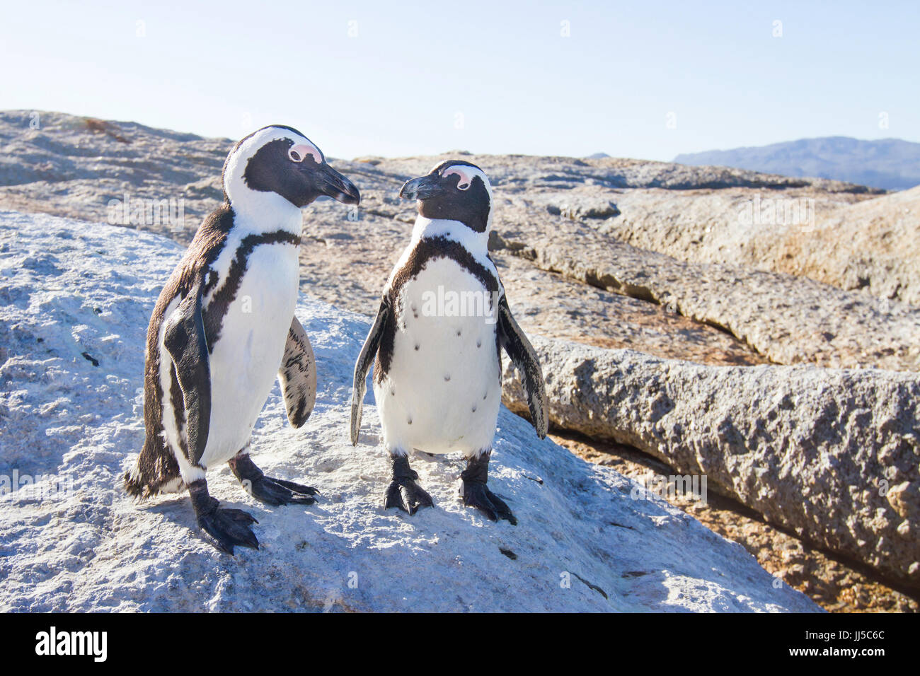 Paar Pinguine in Liebe Stockfoto