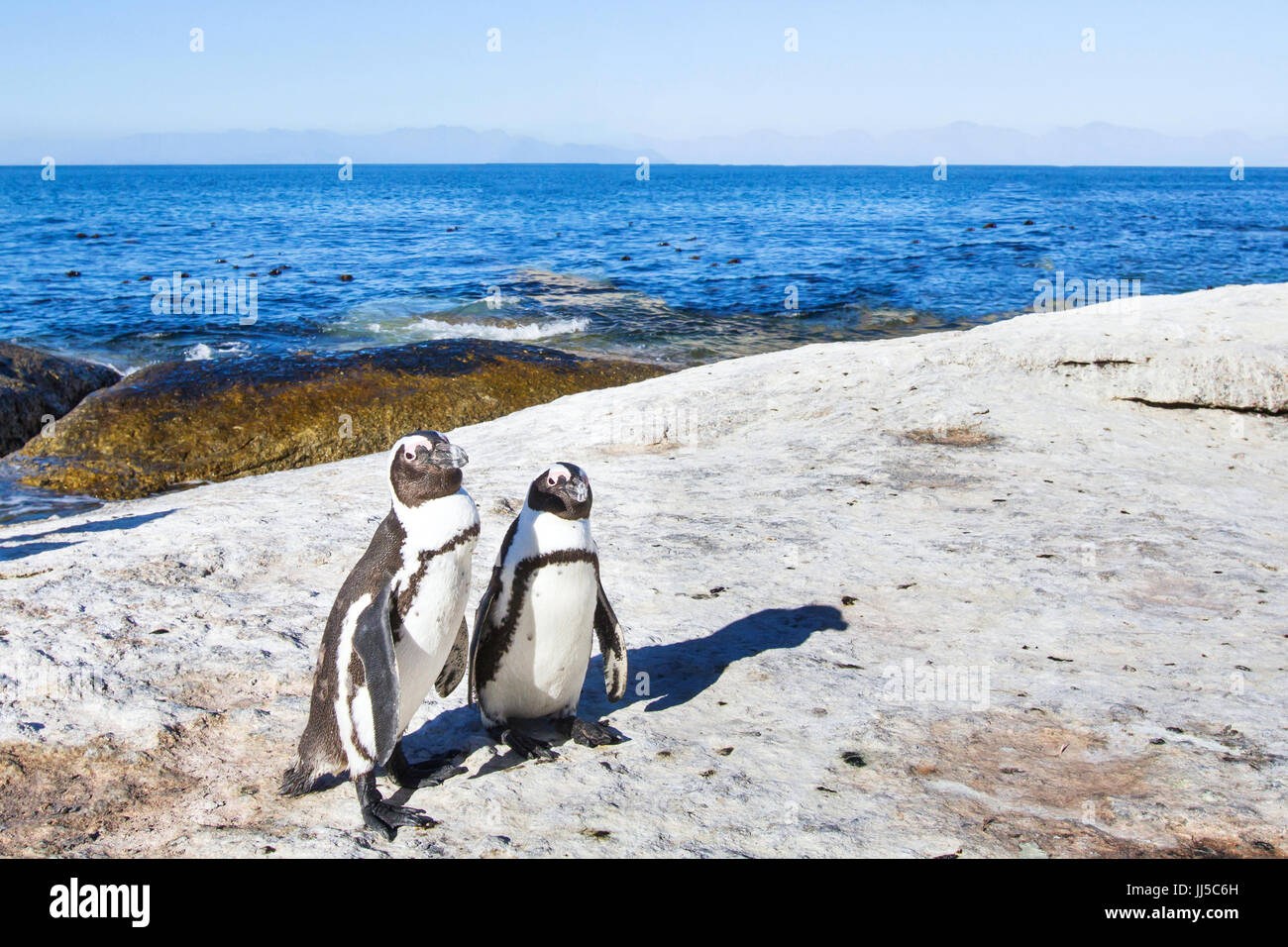 Paar Pinguine in Südafrika Stockfoto