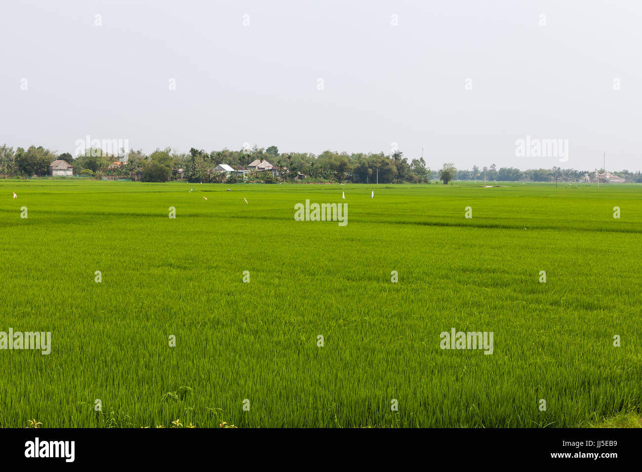 Vietnamesische gewöhnlichen grünen Wiese von Reis Stockfoto