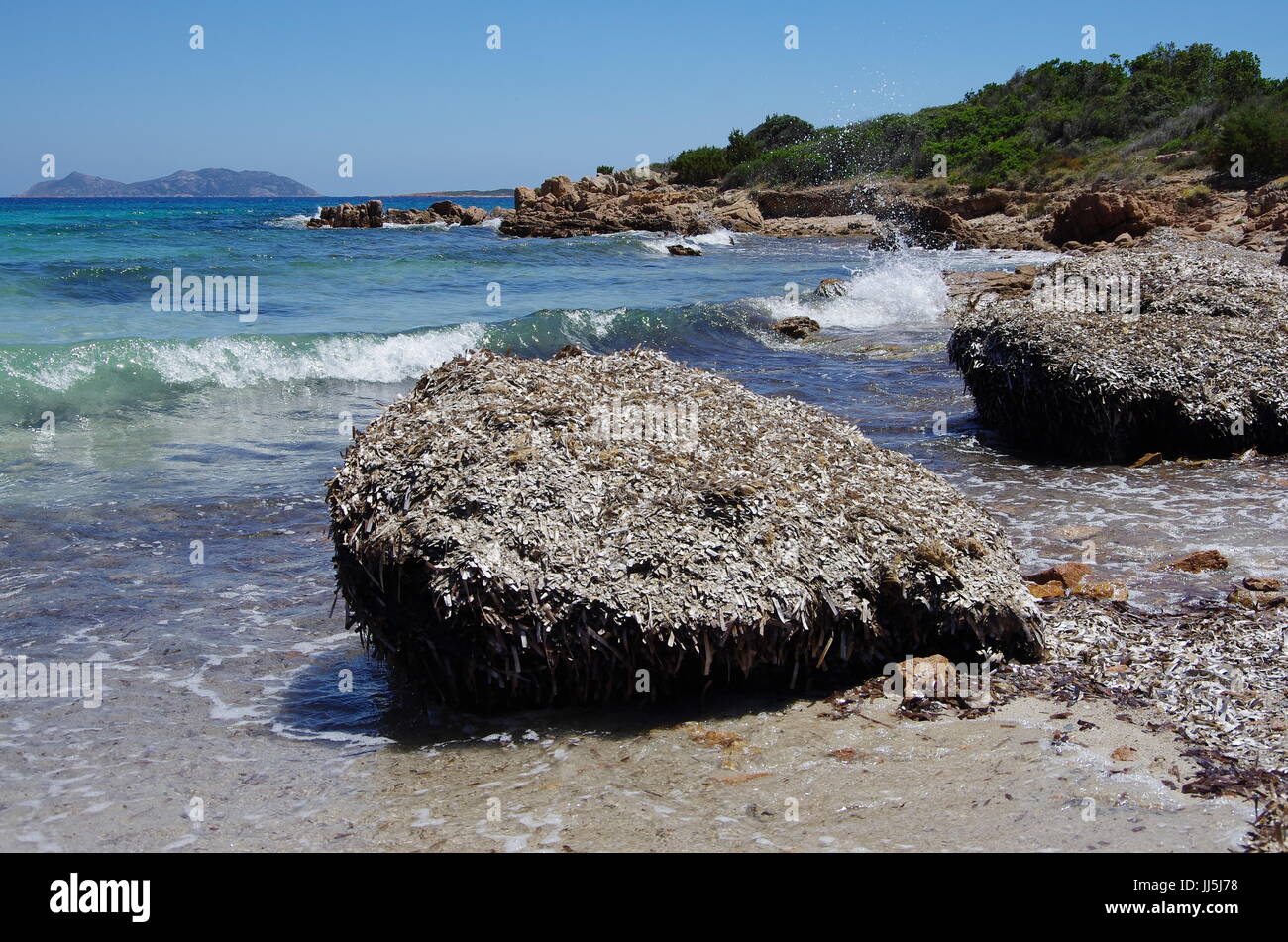 Berge von Algen (Posidonia) am Strand in Sardinien. Stockfoto
