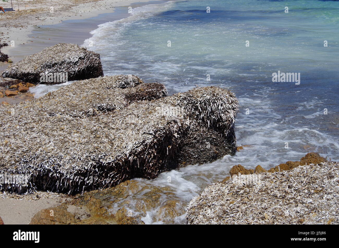 Berge von Algen (Posidonia) am Strand in Sardinien. Stockfoto