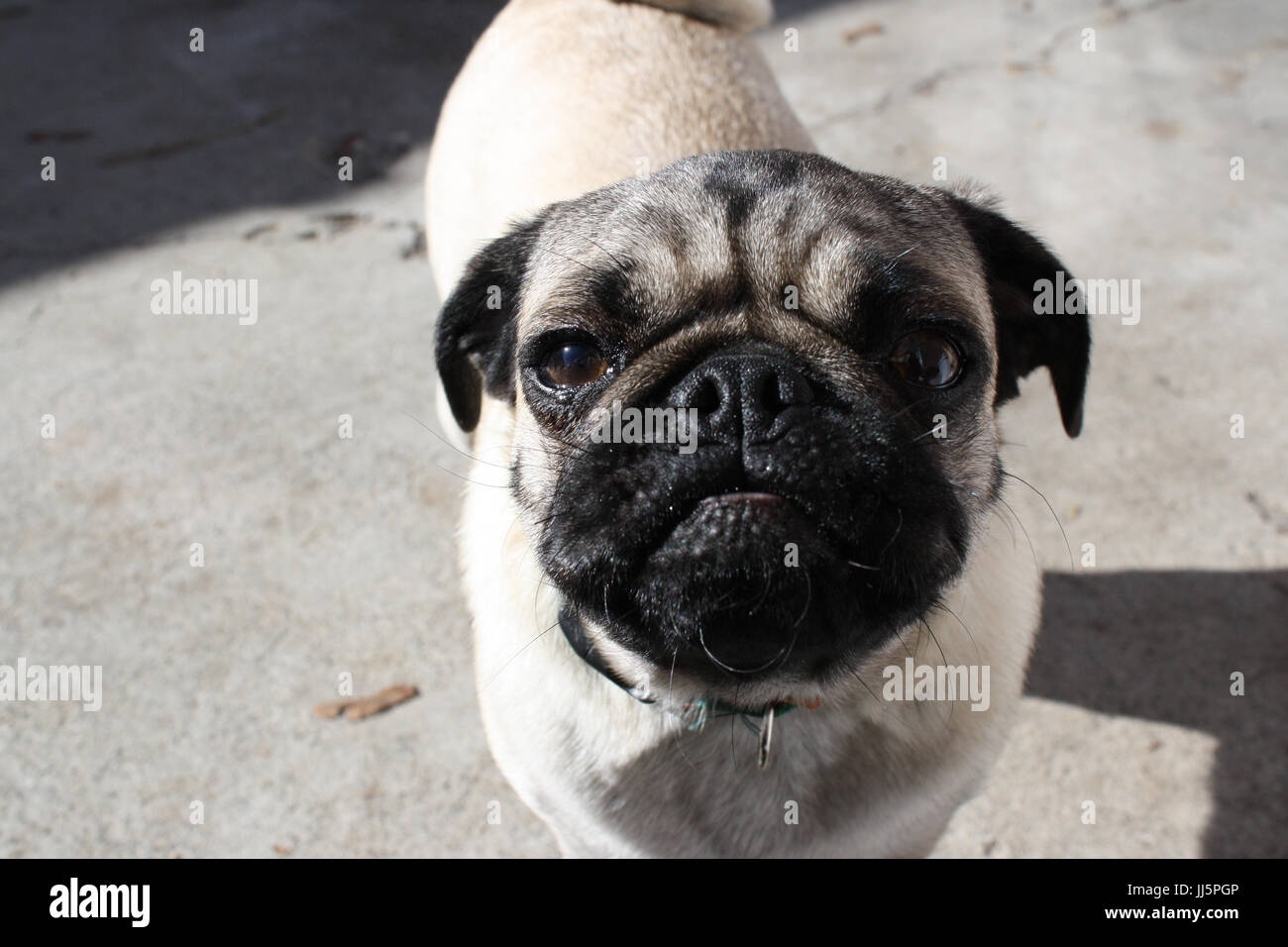 Meine Muggin Mops Stockfoto