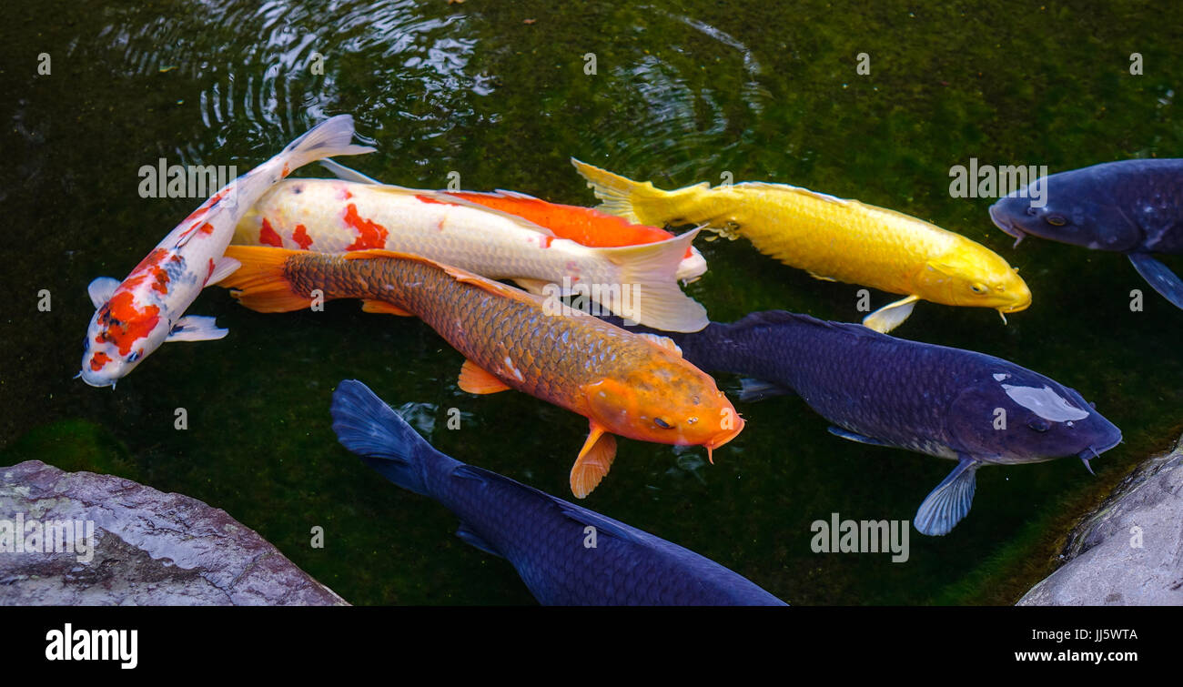 picture Koi In Japanese Hiragana https www alamy de stockfoto koi karpfen im teich in kanazawa japan koi karpfen sind form der amur karpfen gefarbt die fur dekorative zwecke in outdoor koi teiche oder wasser ga gehalten werden 148876794 html