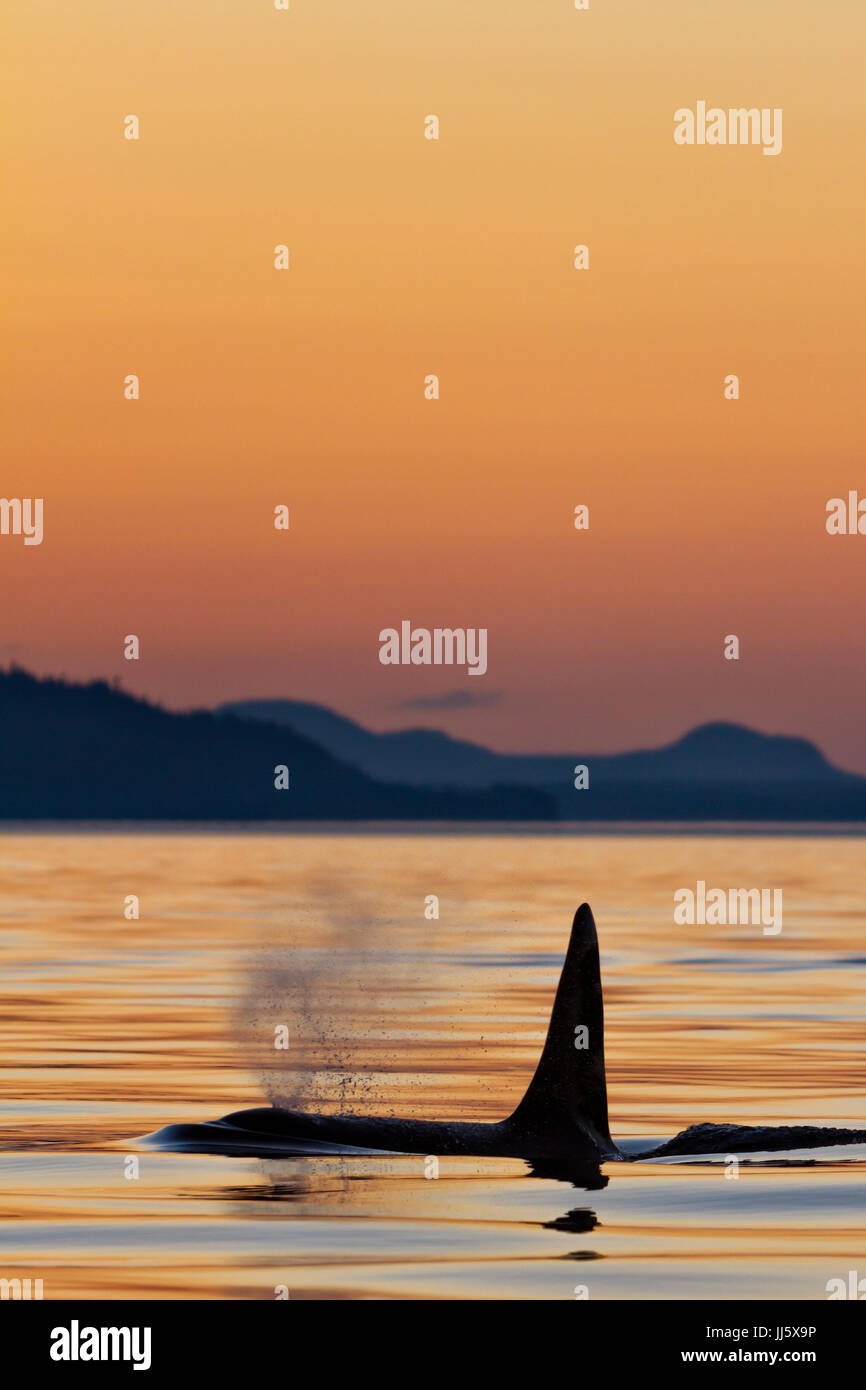 Nördlichen resident Schwertwal (Orca) Männchen auftauchen im Abendlicht in der Johnstone Strait von Nord Vancouver Island, British Columbia, Kanada. Stockfoto