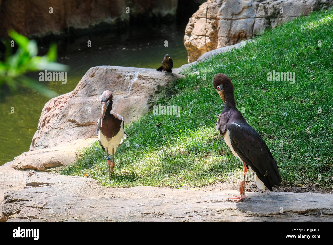 FUENGIROLA, Andalusien/Spanien - Juli 4: Die Abdim Storch im Bioparc Fuengirola Costa Del Sol Spanien am 4. Juli 2017 Stockfoto