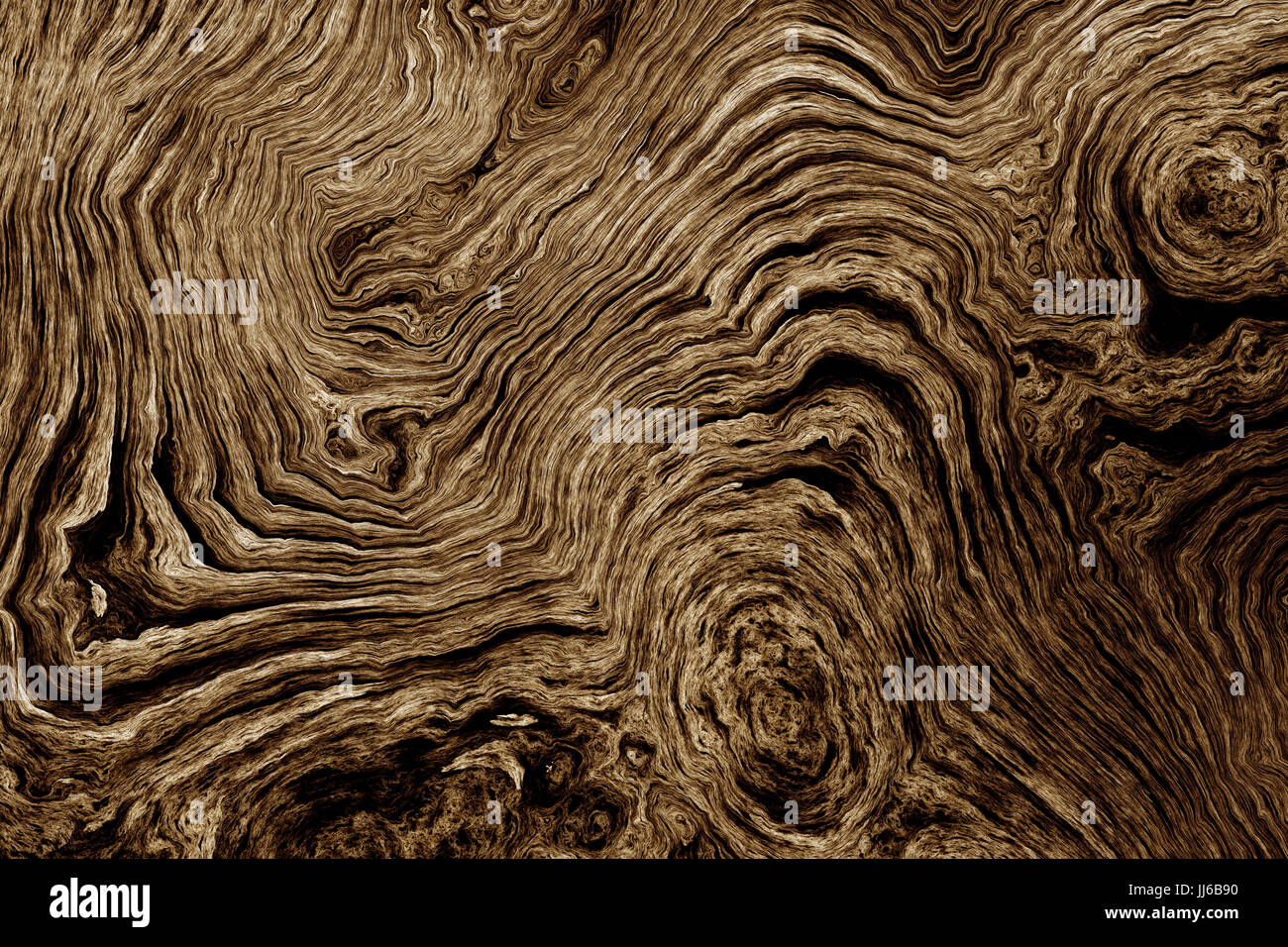 Beschaffenheit der Wurzeln des Baumes mit Wellenlinien und Alter Ringe. Zusammenfassung Hintergrund. Stockfoto