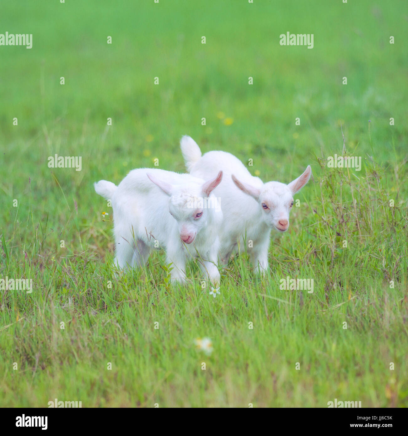 Junge Ziege Stockfoto