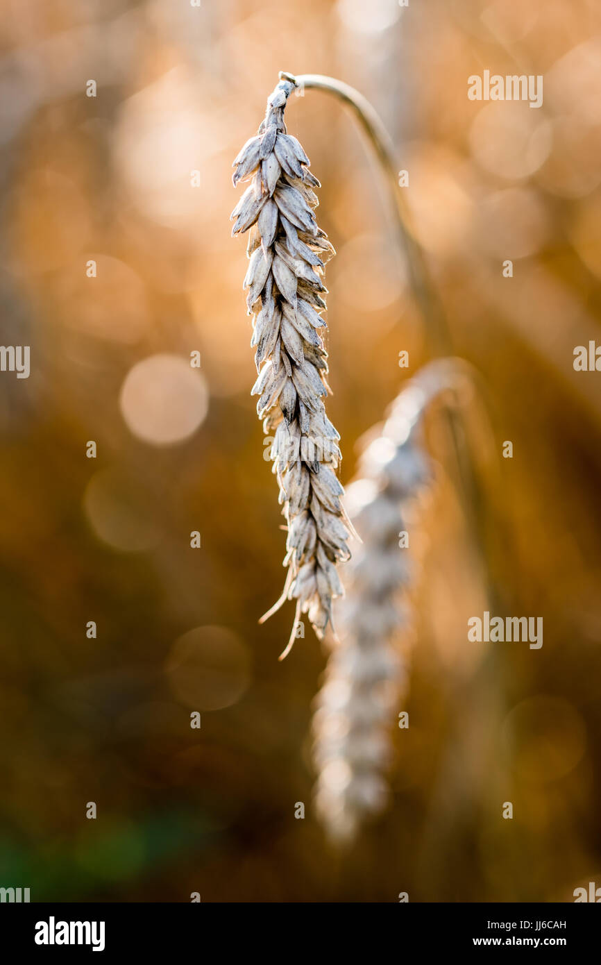 Nahaufnahme der Reife Ähre wachsen im Feld. Unscharfen Hintergrund im goldenen Licht, schönen und natürlichen Bokeh. Stockfoto