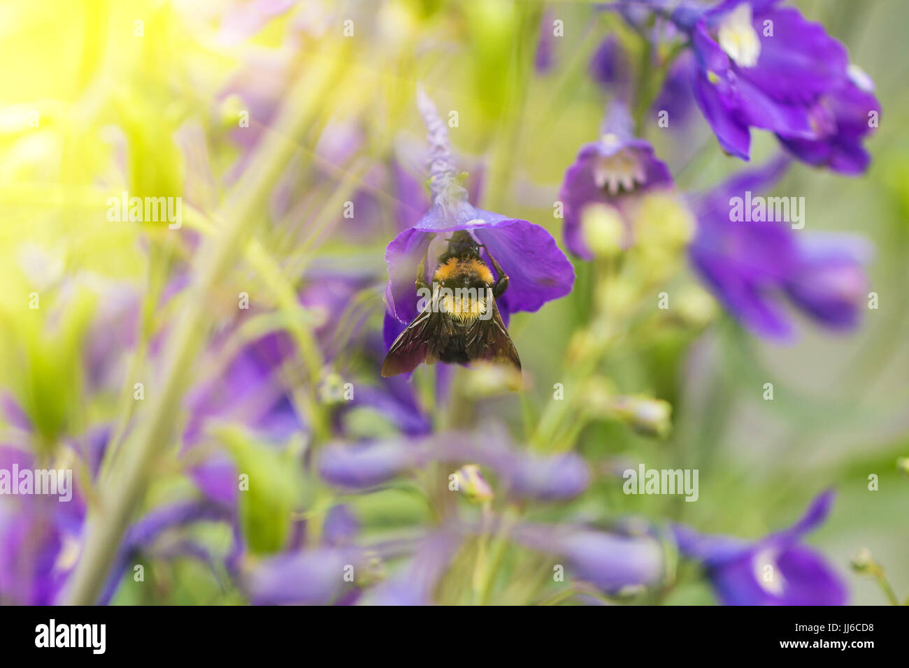 Eine Makroaufnahme einer Hummel, sammeln von Pollen von einer wunderschönen Blume. Stockfoto