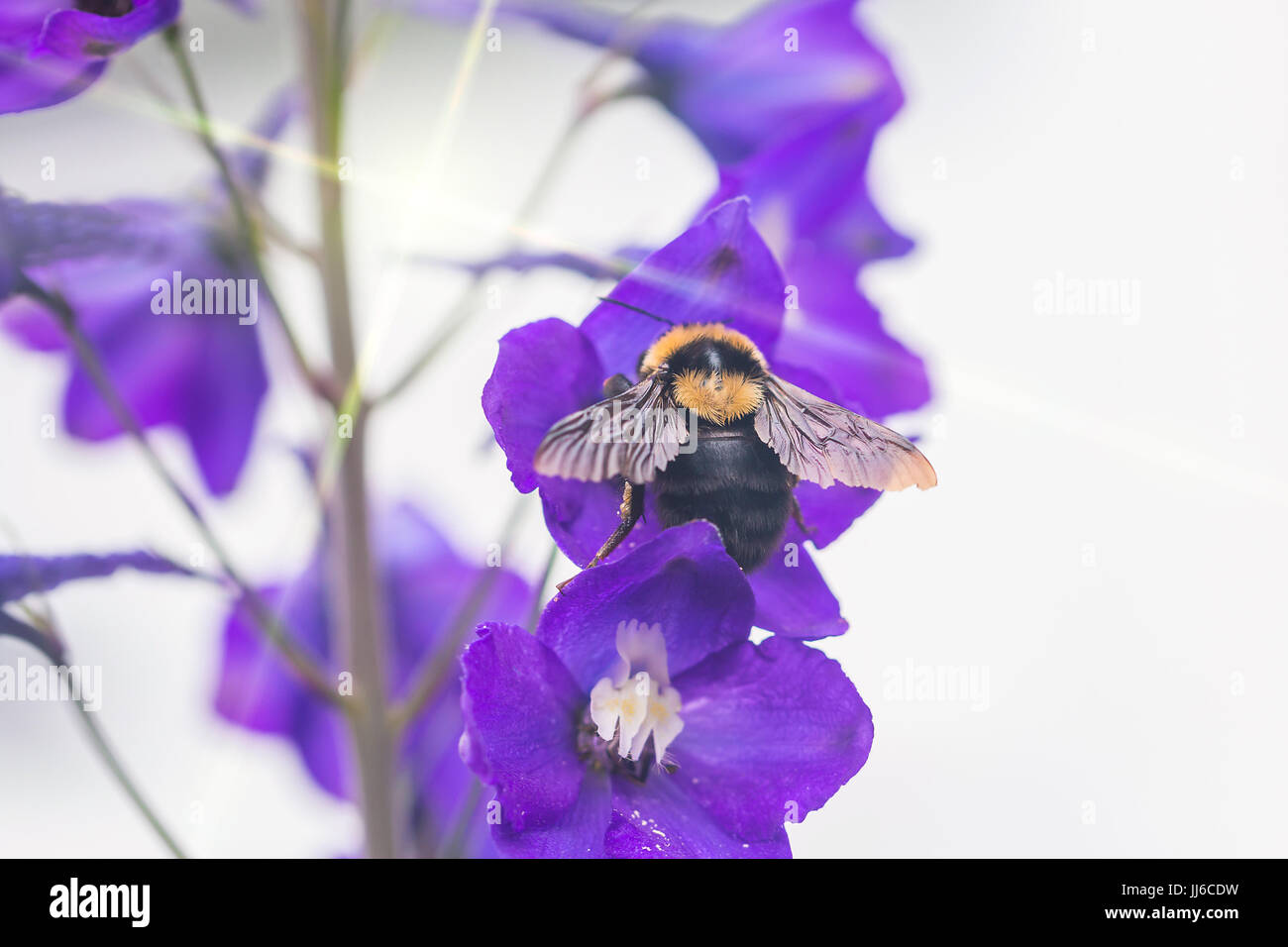 Eine Makroaufnahme einer Hummel, sammeln von Pollen von einer wunderschönen Blume. Stockfoto