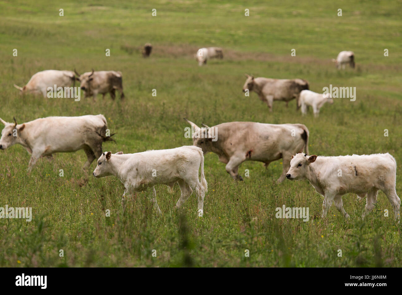 Teil der Herde von wilden Rindern auf Chillingham in Northumberland, Stockfoto