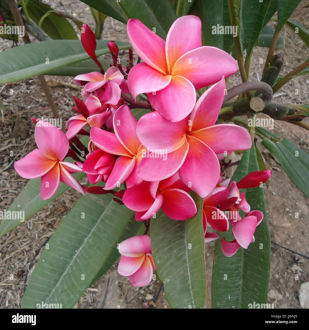 Bunte Plumeria Blumen im Laub Stockfoto