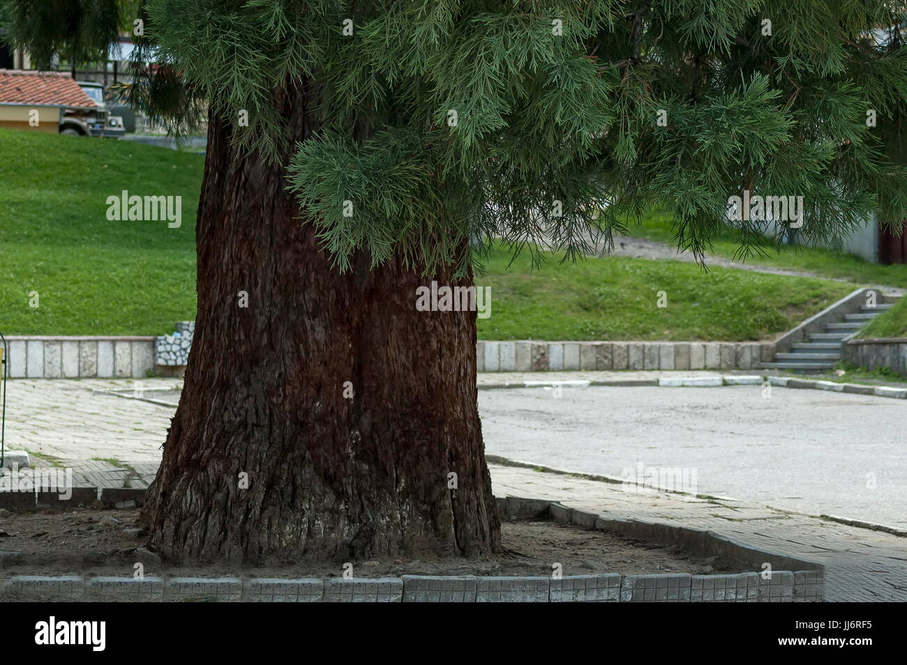 Nahaufnahme der Baumstamm Redwood, Mammutbaum oder Sequoia Sempervirens in Dushantsi Dorf, zentrale Planina-Gebirges Stara Planina, Bulgarien Stockfoto