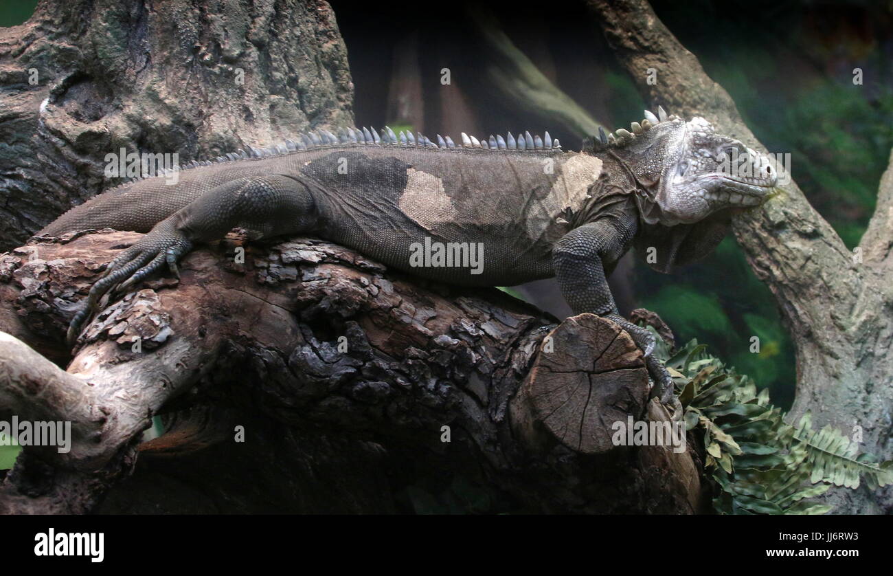 Westindische oder Lesser Antillean Iguana (Iguana Delicatissima), lokale Island-basierte Schwester Arten von grüner Leguan. Stockfoto