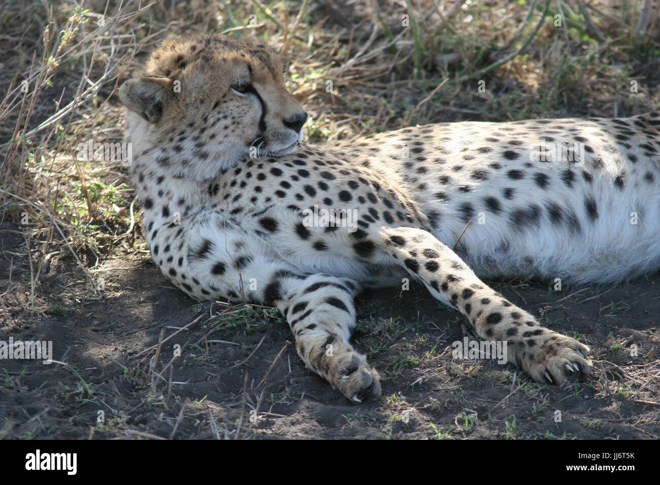 Gepard Botswana Afrika Savanne wilde Tier Säugetier gelb gesichtet Stockfoto