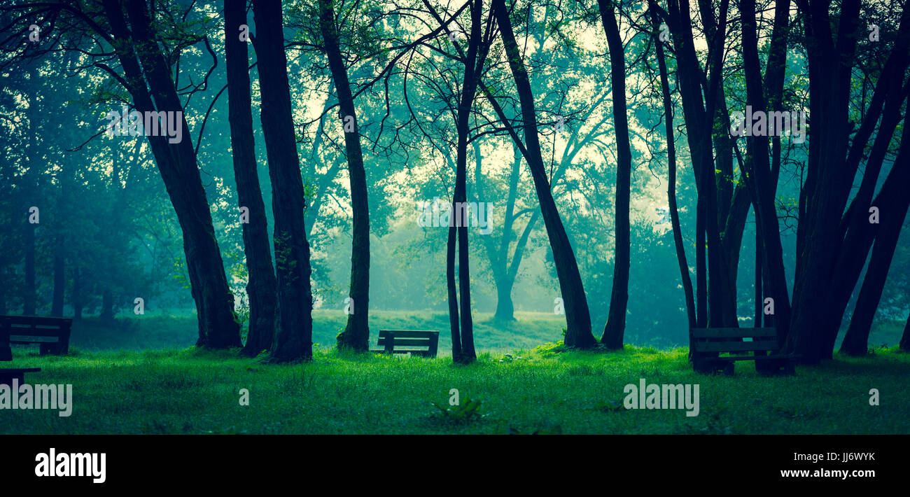Baum im nebligen Morgen Stockfoto