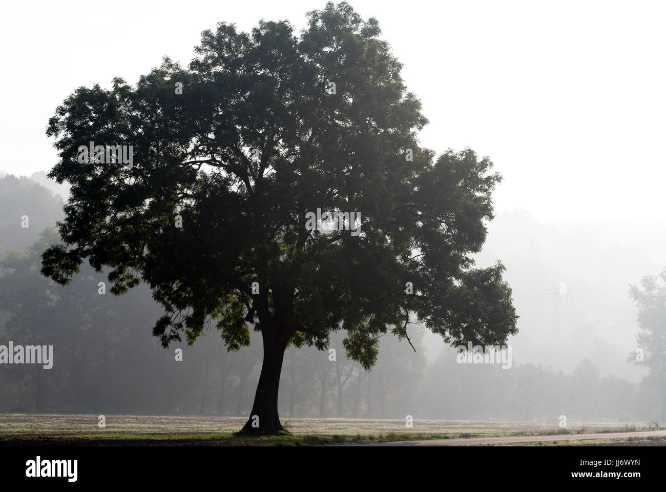 Baum im nebligen Morgen Stockfoto