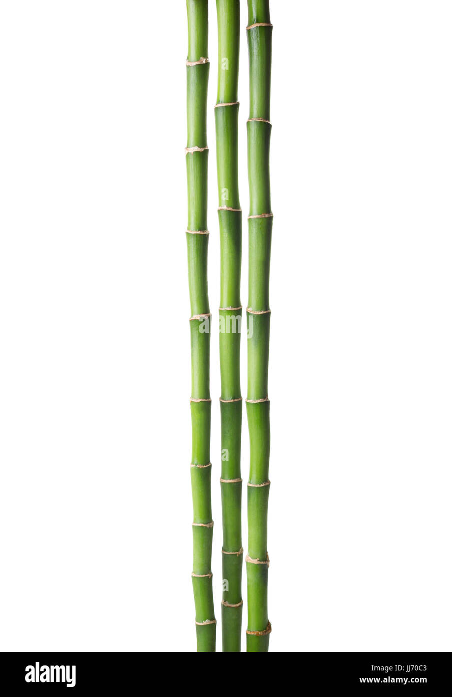 Drei Zweige der Bambus isoliert auf weiem Hintergrund. Sanders Dracaena  Stockfotografie - Alamy