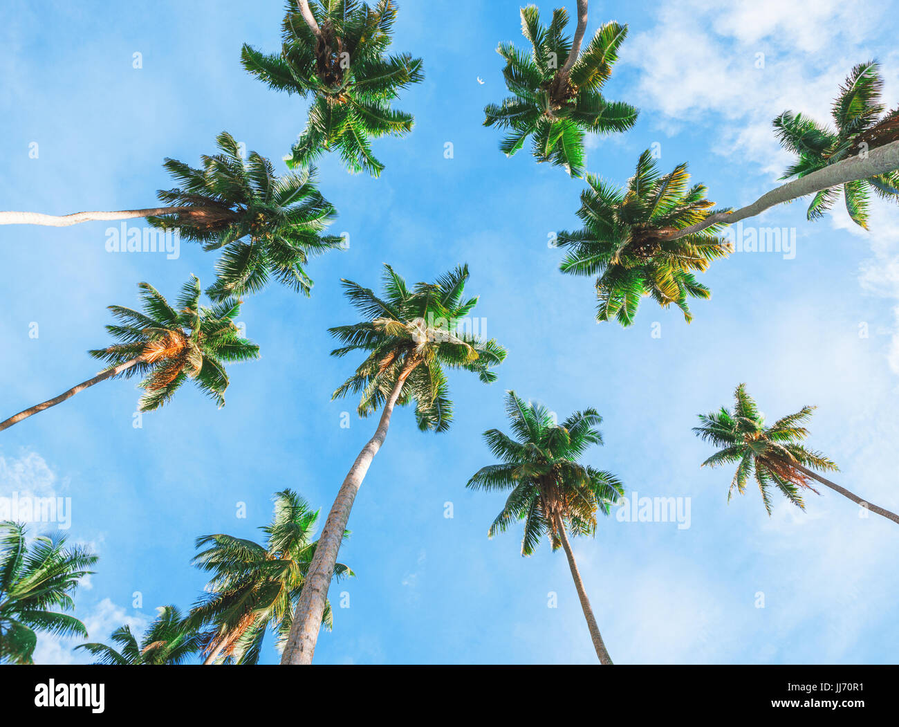 Kokospalme auf Himmelshintergrund.   Niedrigen Winkel Ansicht. Getönten Bild Stockfoto