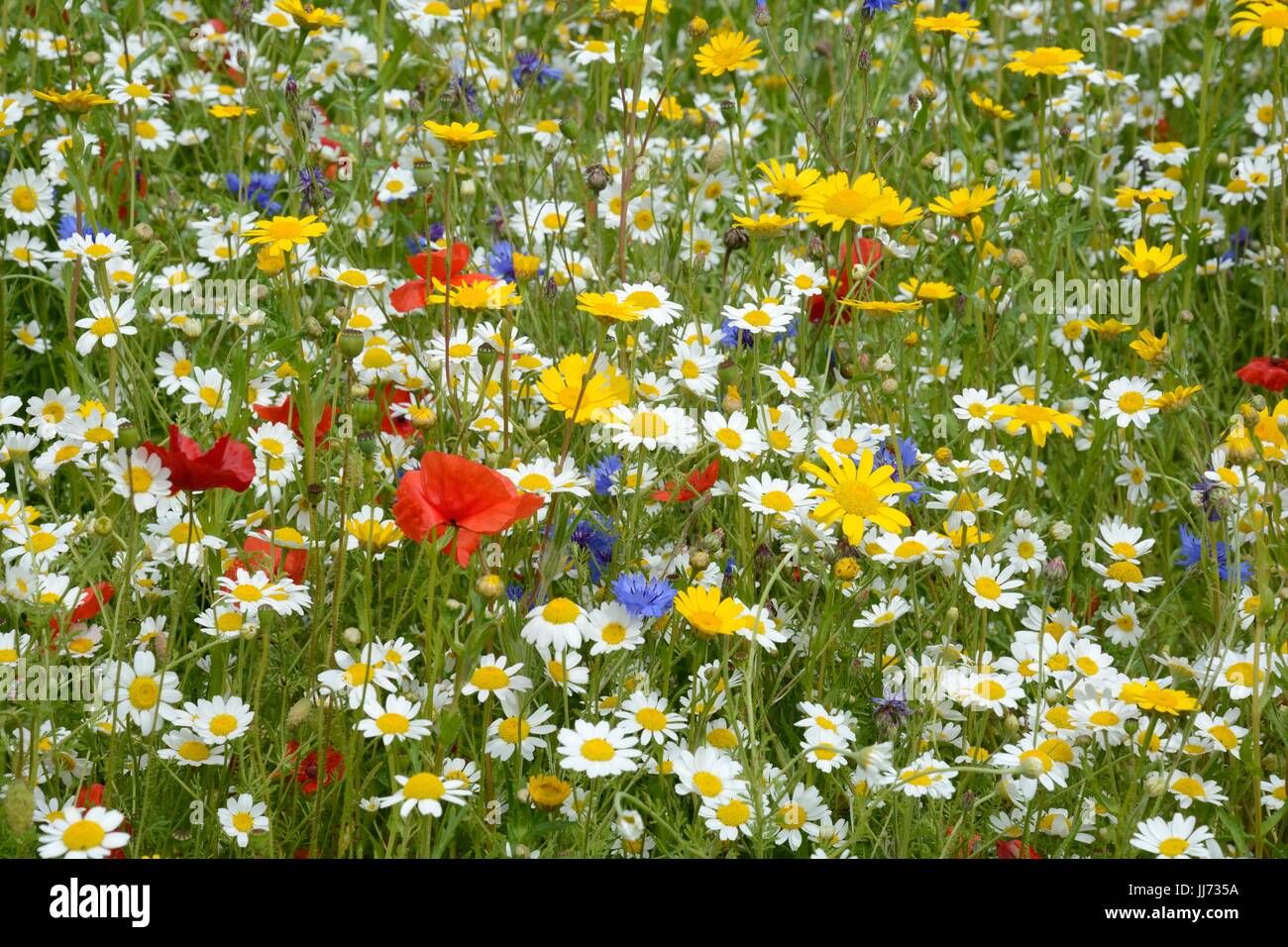 Gepflanzt wildflower Meadow bunte Mischungen wilde Blumen Frühling Sommer Blumen Stockfoto