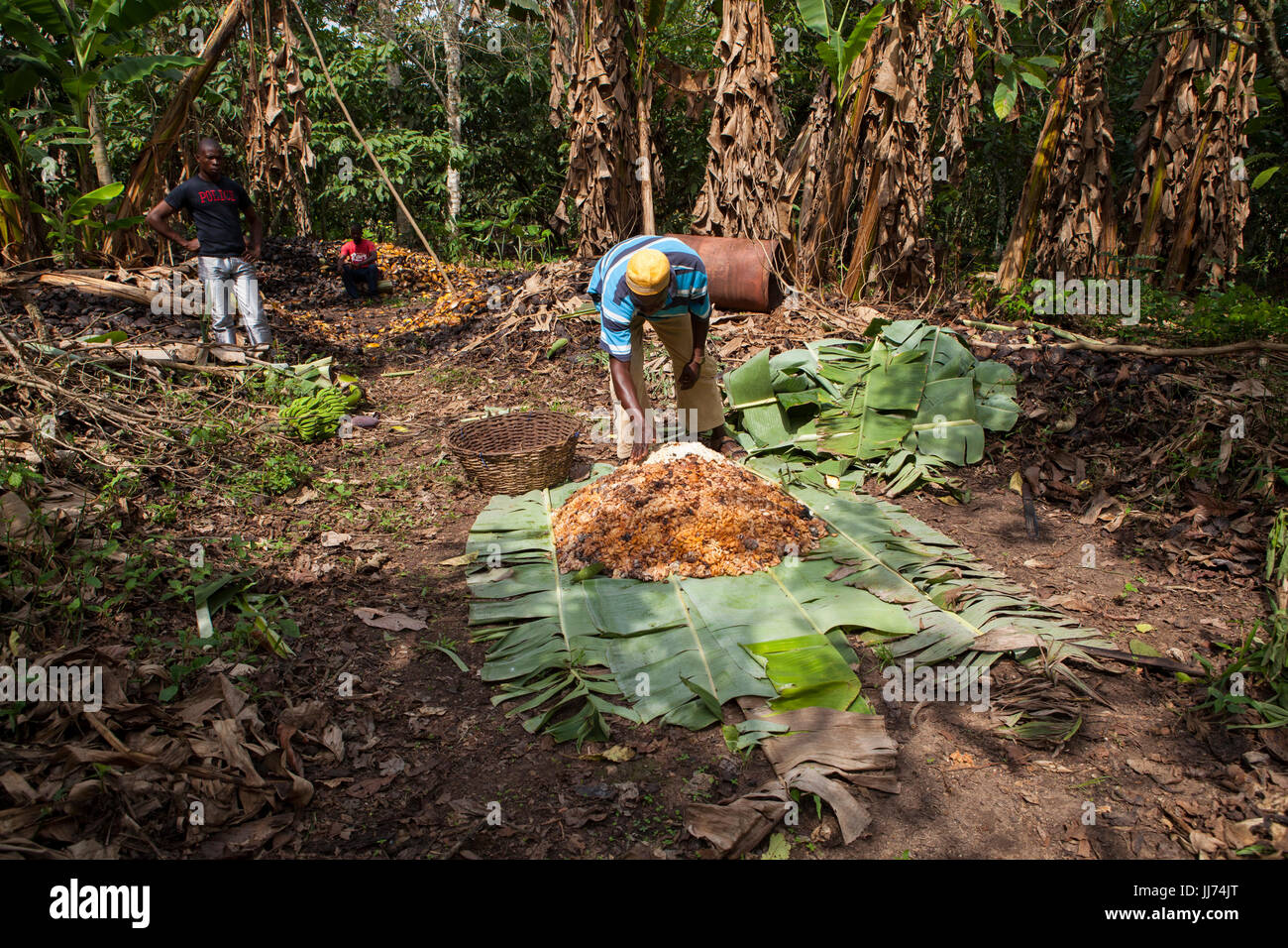 Ein Kakao Bauer in Ghana setzen seine Kakaobohnen in Bananenblätter zu gären. Stockfoto