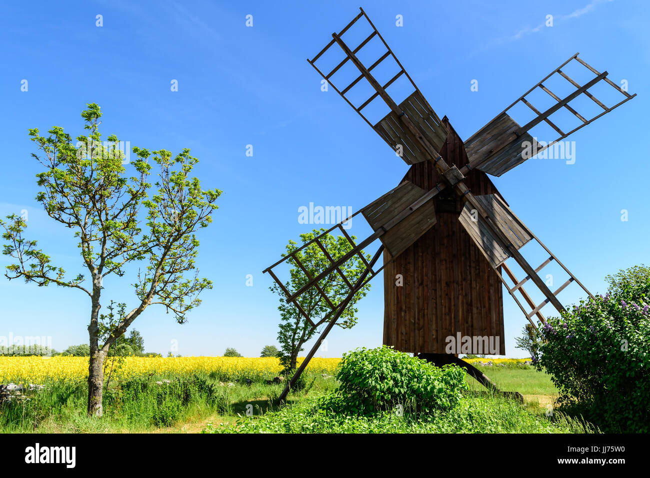 Alte hölzerne Windmühle und ein kleiner Baum im Offenland. Raps-Feld im Hintergrund. Stockfoto