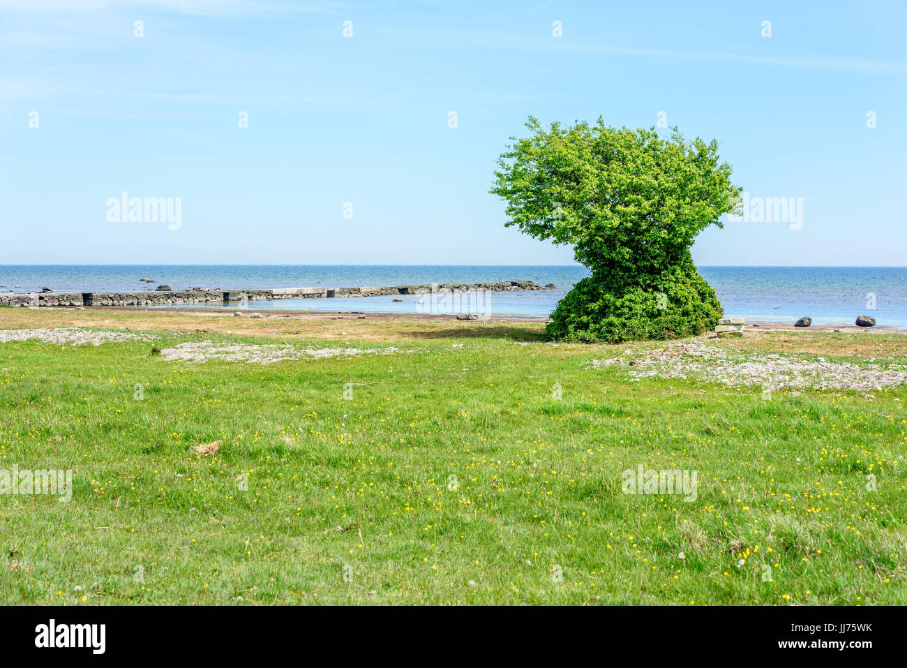 Seltsame und einsamen Baum wächst am Strand. Baum ist bewachsen mit Blättern von oben nach unten. Stockfoto